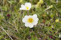 72 Drumherum viele Moorflchen