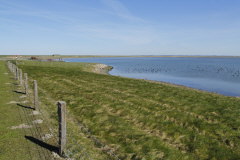 12 Salzwasserlagune des Beltringharder Koogs