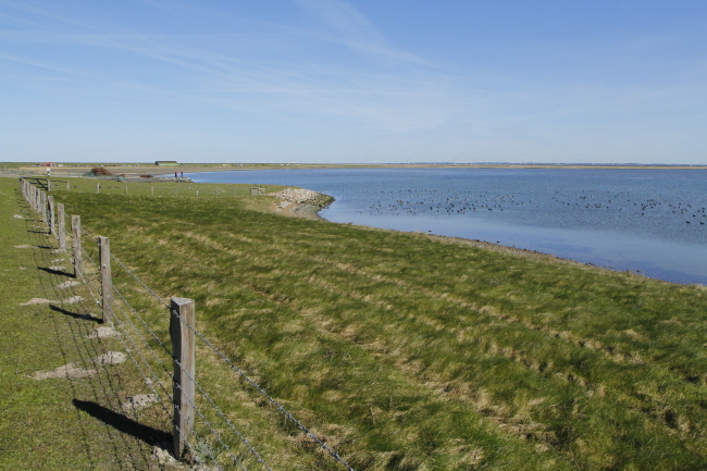 12 Salzwasserlagune des Beltringharder Koogs