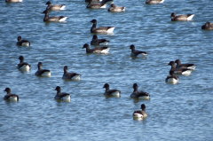 13 Ringelgnse - Branta bernicla