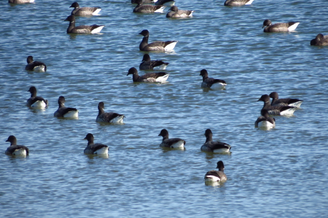 13 Ringelgnse - Branta bernicla