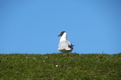14 Lachmwe - Larus ridibundus