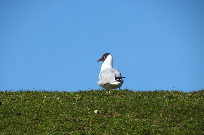 14 Lachmwe - Larus ridibundus