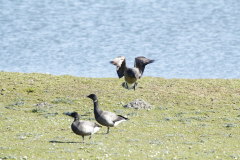 15 Ringelgnse - Branta bernicla