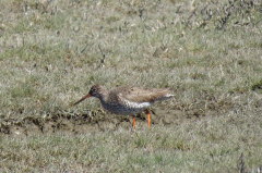 37 Rotschenkel - Tringa totanus