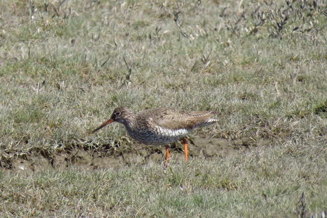 37 Rotschenkel - Tringa totanus