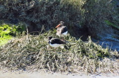 38 Austernfischer - Haematopus ostralegus