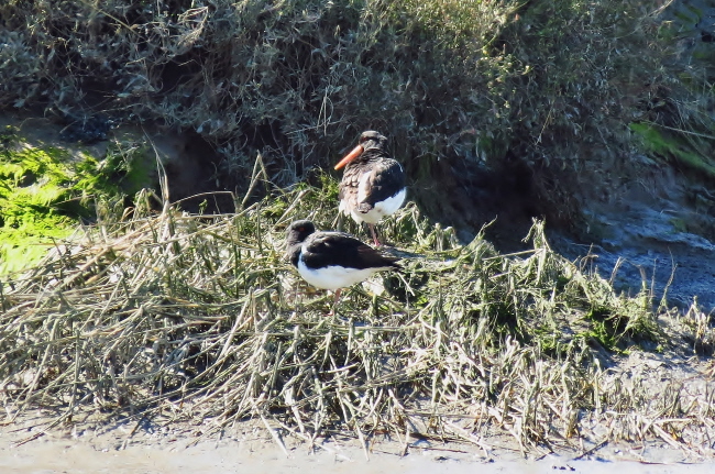 38 Austernfischer - Haematopus ostralegus