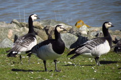 45 Weiwangengnse oder Nonnengnse - Branta leucopsis