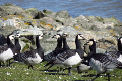 47 Weiwangengnse oder Nonnengnse -  Branta leucopsis