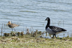 56 Uferschnepfe (Limosa limosa) und Weiwangengans (Branta leucopsis)