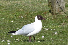 57 Lachmwe - Larus ridibundus