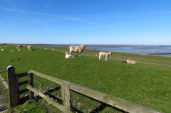5 Nationalpark Wattenmeer-Nordstrand