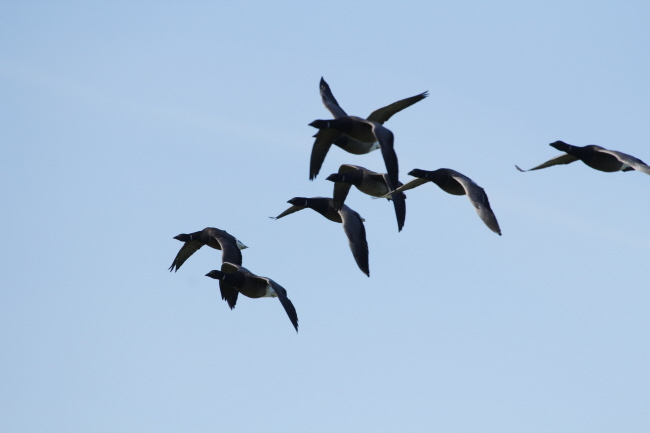 63 Ringelgnse - Branta bernicla