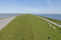 9 Deich zwischen Nordsee & Salzwasserlagune