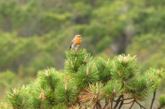 14 Rotkehlchen - Erithacus rubecula