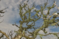 15 von Flechten bewachsener Baum - Tvorup Klitplantage