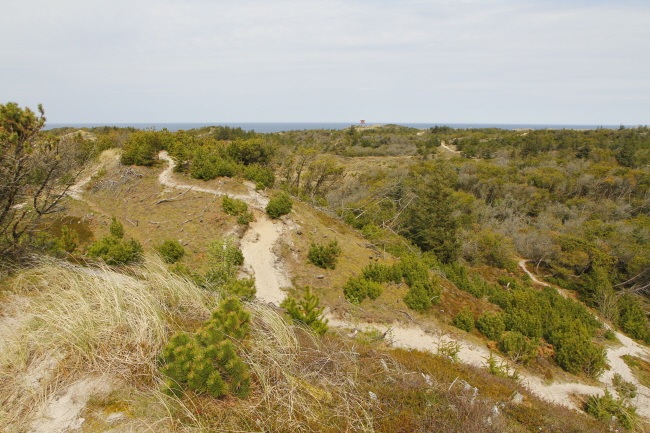 16 Wanderung - Tvorup Klitplantage