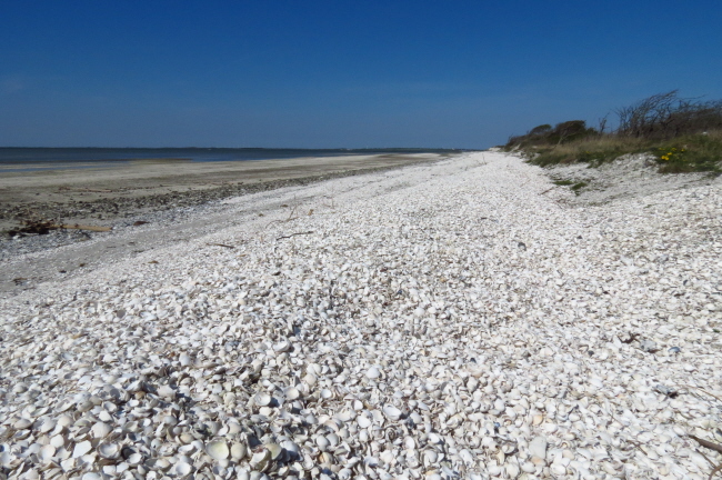 184 Muschelstrand bei Lendrup