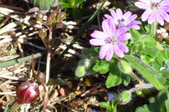 205 Weicher Storchschnabel - Geranium molle