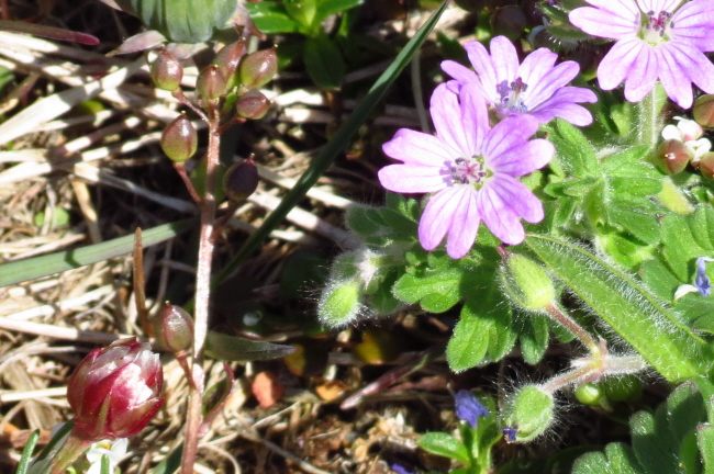 205 Weicher Storchschnabel - Geranium molle