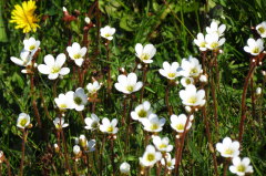 207 Knllchen-Steinbrech - Saxifraga granulata