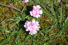 218 Strand-Grasnelke, Armeria maritima
