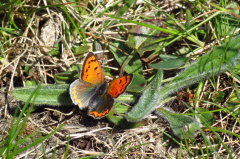 219 blauschillernder Feuerfalter -Lycaena helle