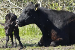 225 Klbchen wird trocken geleckt