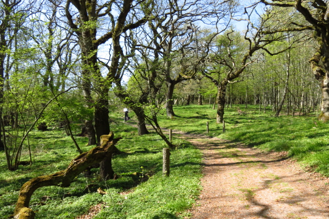 226 Wald aus Ulmen Erlen Eschen Haselnuss Buchen und Pappeln
