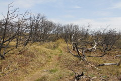 22 verkohlte Bume