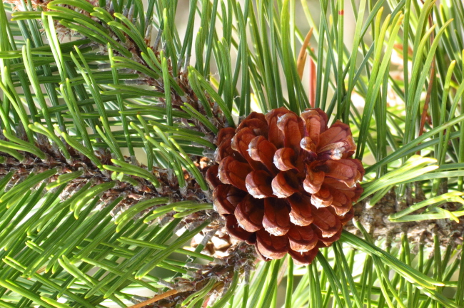 27 die Ksten-Kiefer (Pinus contorta) auch Murraykiefer oder Drehkiefer genannt