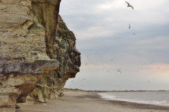 33 der Vogelbrutfelsen - Bulbjerg