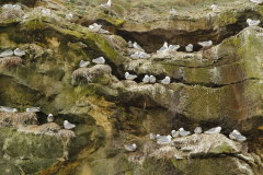 34 Vogelbrutfelsen Bulbjerg