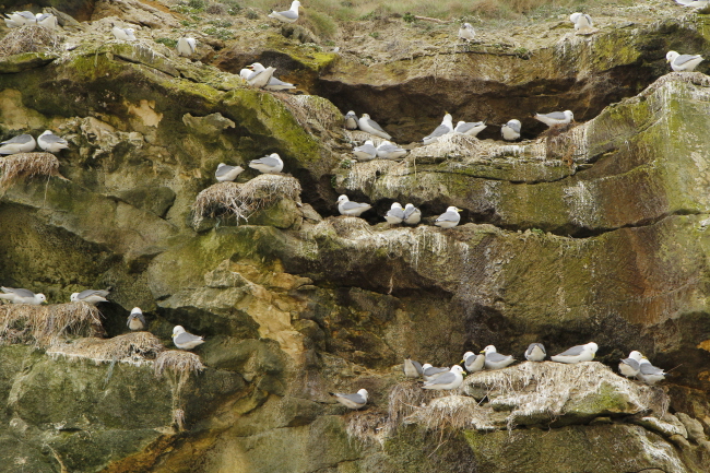 34 Vogelbrutfelsen Bulbjerg
