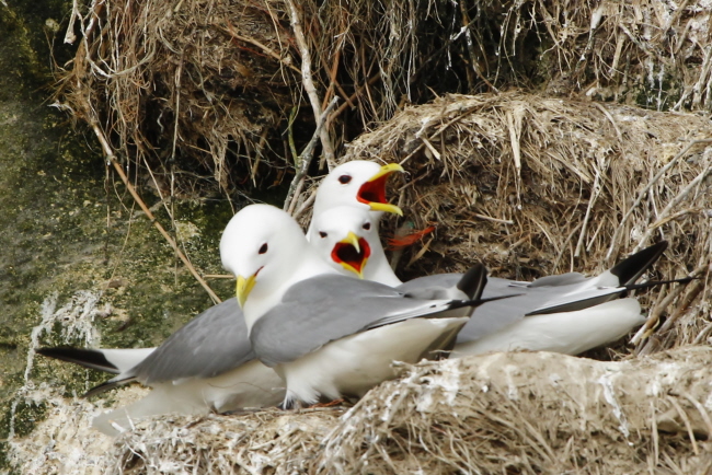 36 groes Geschrei im Nest der Dreizehenmwe