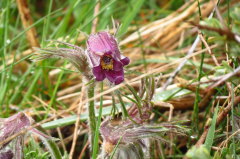 48 Gewhnliche Kuhschellen - Pulsatilla vulgaris