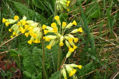 50 Echte Schlsselblume - Primula veris