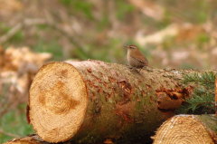 51 Zaunknig - Troglodytes troglodytes