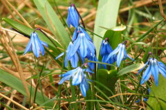57 Blausterne - Scilla