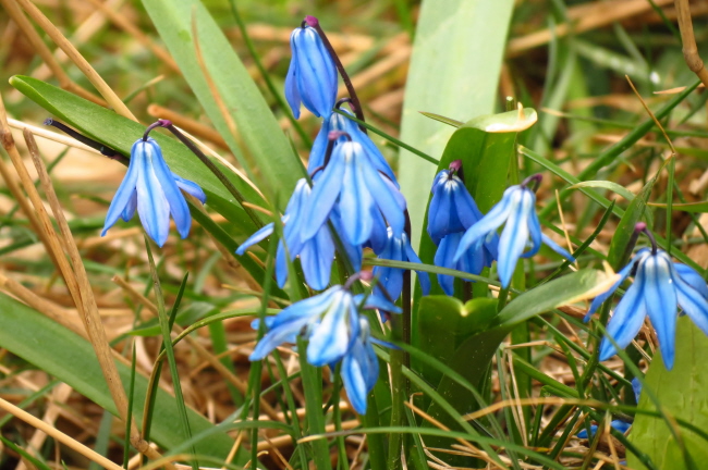 57 Blausterne - Scilla