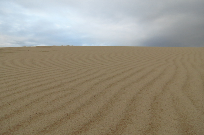 74 vom Wind geformt - Wanderdne Rbjerg Mile