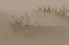 82 Halme des Strandhafers recken sich durch den Sand