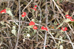 88 blhende Flechten