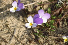 89 Wildes Stiefmtterchen - Viola tricolor