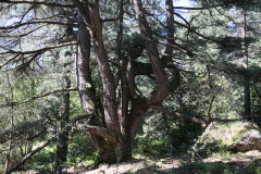 101 knorriger Baum