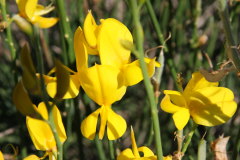 115 Blumen am Wegesrand