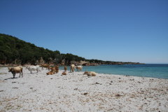 131 Cala Fornello mit Rinderherde