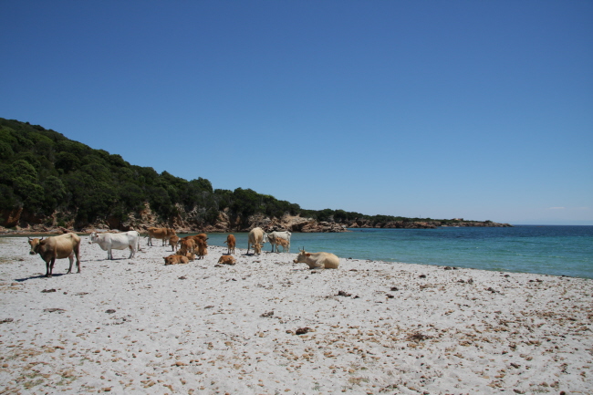 131 Cala Fornello mit Rinderherde