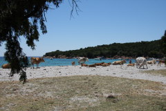 132 Cala Fornello-berall Kuhfladen